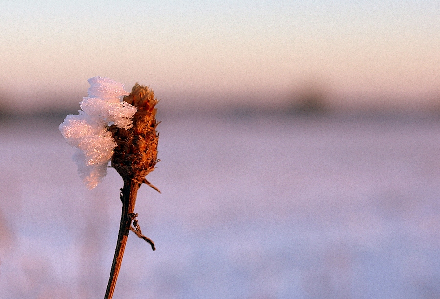 icy afternoon