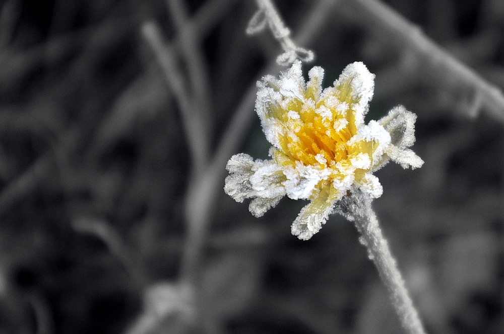 Frosted Summer