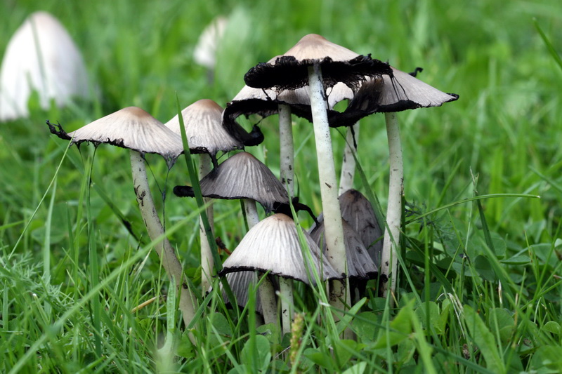 Familie Pilz