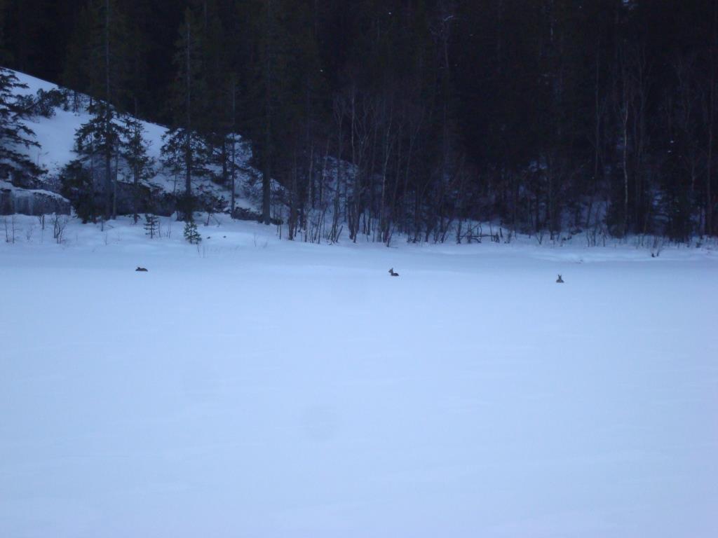 Tre rådjur framför bergön .JP