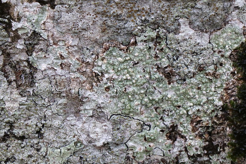 Lecanora glabata