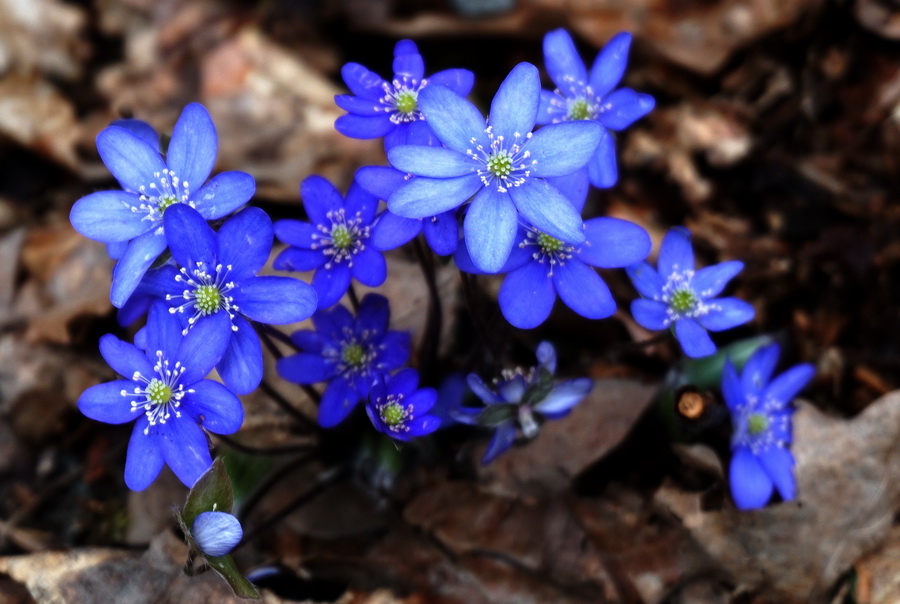 blauer Frühlingsbote