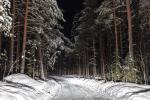 Winterwald