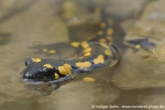 Gefleckter Feuersalamander