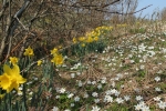 Straßengraben im Frühling