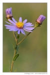 Bergaster (Aster amellus)