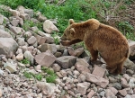 Der Braunbär 1