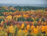 Herbstlicher Wald