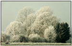 Gruppenbild mit Nadelbaum